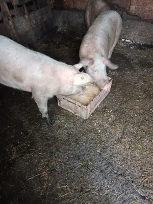 Vând  doi porci  - imagine 4