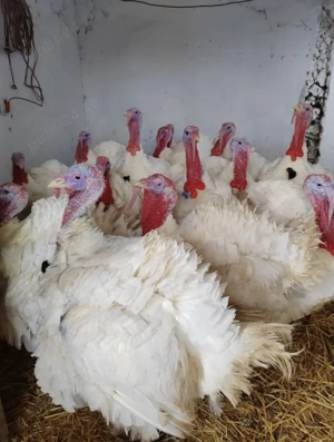 Vând curcani între 28-30kg