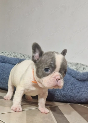 Bulldog Francez Craciun - imagine 3