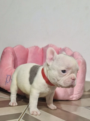 Bulldog Francez Craciun - imagine 2