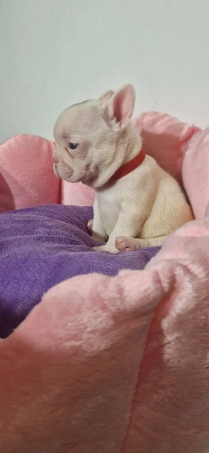 Bulldog Francez Craciun - imagine 4