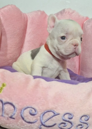 Bulldog Francez Craciun - imagine 5