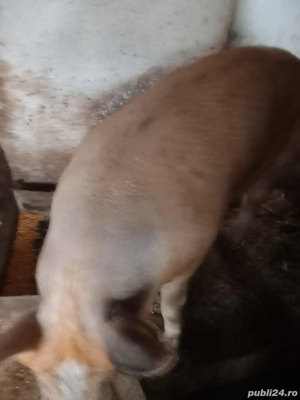 Vând porci - imagine 2