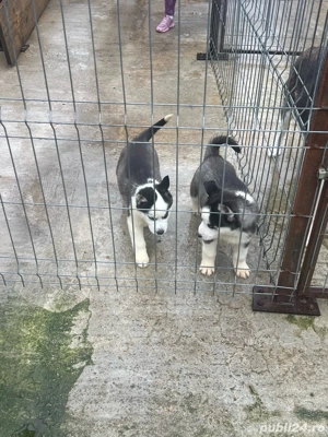 vind pui haskhi - imagine 4