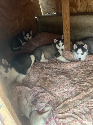 vind pui haskhi - imagine 3