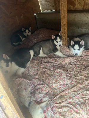 vind pui haskhi - imagine 2