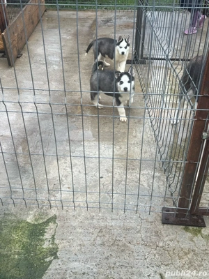 vind pui haskhi - imagine 5