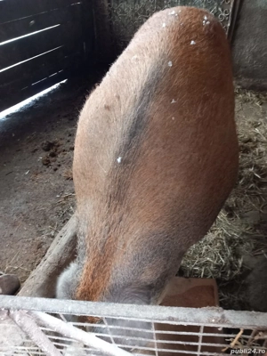 Vând porci - imagine 3