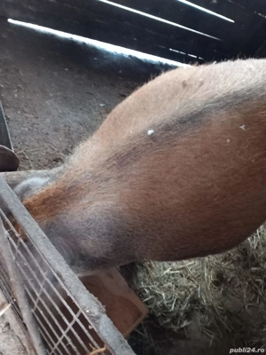 Vând porci - imagine 4