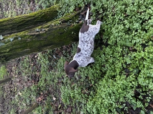 Brac German cu păr scurt (German Shorthaired Pointer) - imagine 4