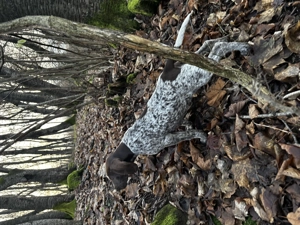 Brac German cu păr scurt (German Shorthaired Pointer) - imagine 2