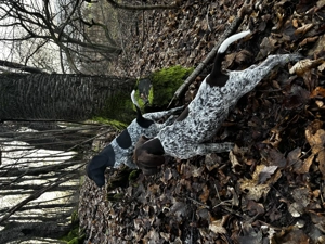 Brac German cu păr scurt (German Shorthaired Pointer) - imagine 3