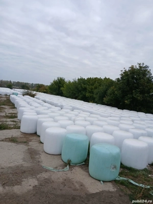 vand Baloti infoliati cu siloz de porumb