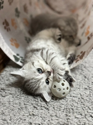 Tabby British Shorthair  - imagine 3