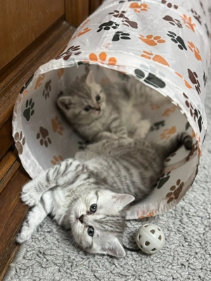 Tabby British Shorthair 