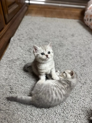 Tabby British Shorthair  - imagine 5