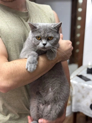 Tabby British Shorthair  - imagine 4