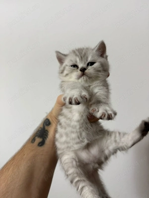 Tabby British Shorthair  - imagine 2