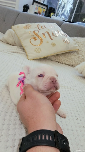 Bulldog Francez Platinum Pink - imagine 5
