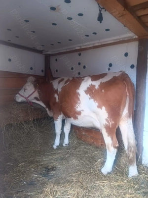 Vând o junica baltata românească de 3 ani gestanta - imagine 3