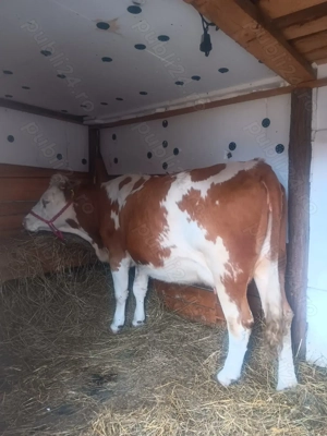 Vând o junica baltata românească de 3 ani gestanta - imagine 2