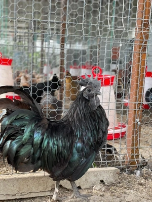 Ouă Ayam Cemani   cocoșul Ferrari și găina de lux în curtea ta - imagine 2