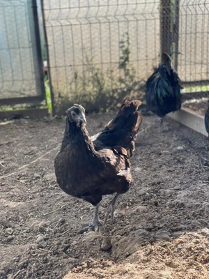 Ouă Ayam Cemani   cocoșul Ferrari și găina de lux în curtea ta - imagine 5