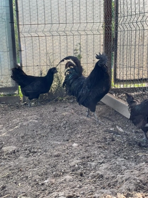 Ouă Ayam Cemani   cocoșul Ferrari și găina de lux în curtea ta - imagine 4