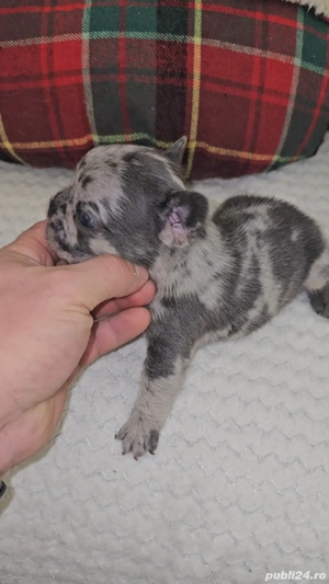 Bulldog Francez Blue Merle