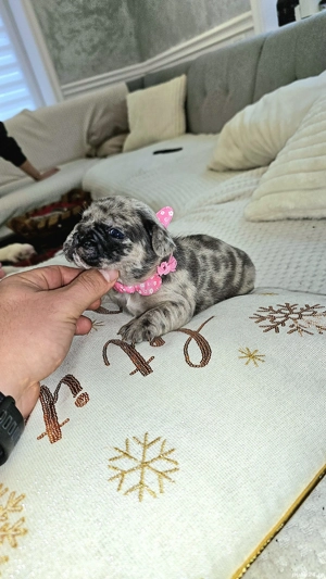 Bulldog Francez Blue Merle - imagine 2