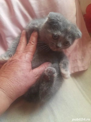 vand fetita scottish fold lila asiguram transport - imagine 4