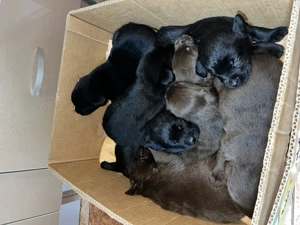 Labradori retriever negri și ciocolatii - imagine 3
