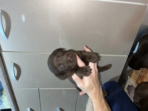 Labradori retriever negri și ciocolatii - imagine 4