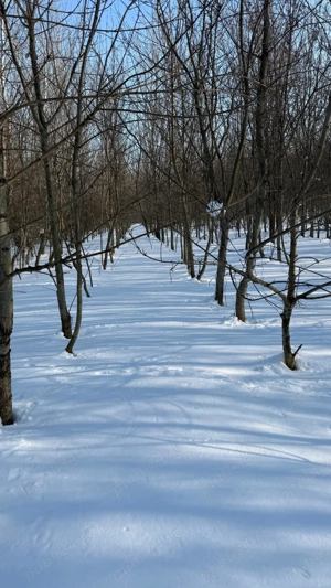 Teren intravilan, Teghes, Ilfov, lângă pădure și A0 - imagine 4