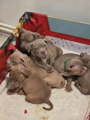 American Bully Standard   - imagine 3