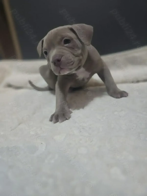 Vand pui American Bully  - imagine 2