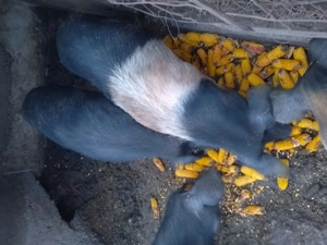 Porci crescuți în gospodărie , telefon  