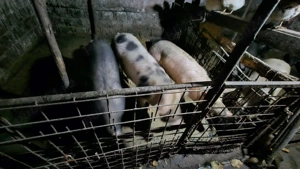 Vand Porci Rasa Petran - imagine 2