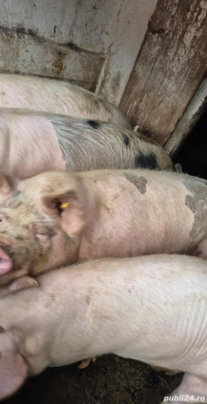 vand porc Satul  Roit 14 lei kilogramul 