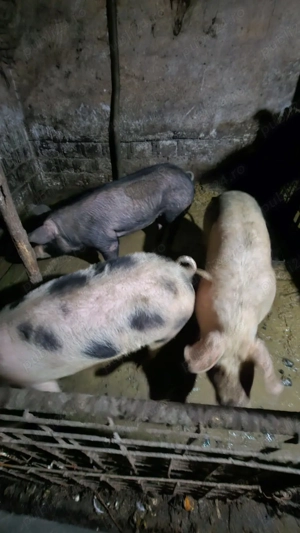Vand Porci Rasa Petran - imagine 3