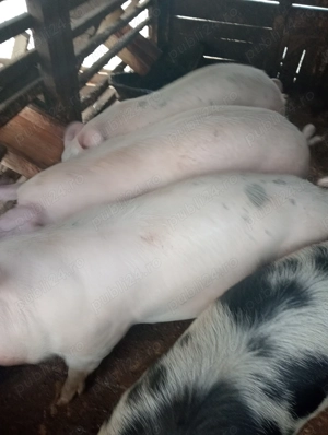 Porci landras de vânzare  - imagine 2