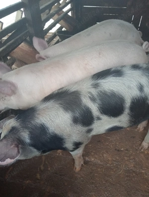 Porci landras de vânzare  - imagine 3