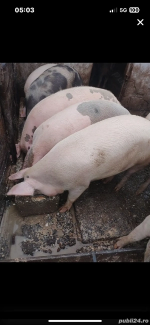 Vand porci bio  - imagine 2