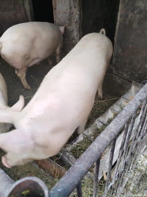 De vanzare  - imagine 2