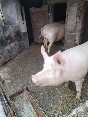 De vanzare  - imagine 3