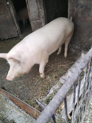 De vanzare  - imagine 4