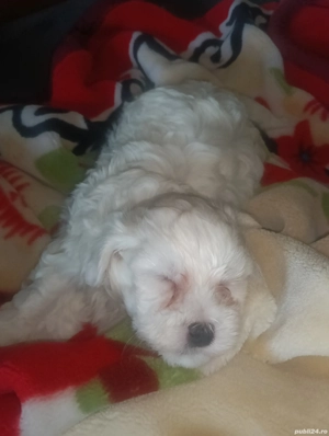 De vânzare  - imagine 5