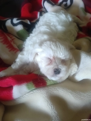 De vânzare  - imagine 4