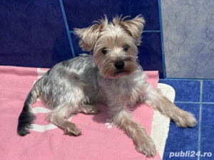 Yorkshire Terrier