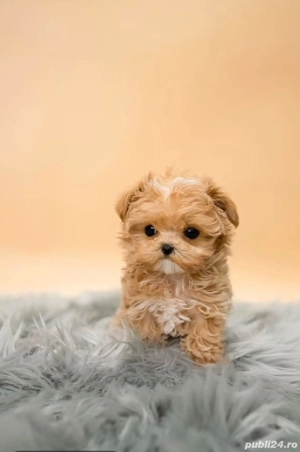 Maltipoo mini toy -Pudel Poodle toy roscat  - imagine 5